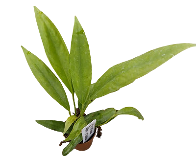 2" Anthurium Vittarifolium